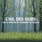 Forêt de sous-bois avec tapis d'ail des ours et rayons de soleil