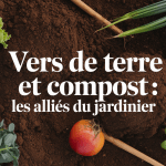 Vers rougeâtres travaillant dans compost organique
