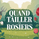 illustration jardin paisible rosiers fleurs sécateur quand tailler les rosiers
