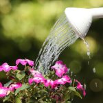 l’heure idéale pour arroser votre jardin