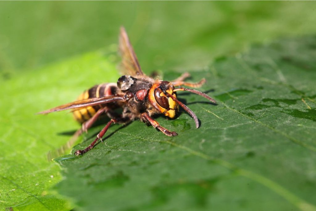Ces plantes attirent les frelons asiatiques