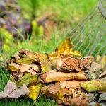 jeter les feuilles mortes