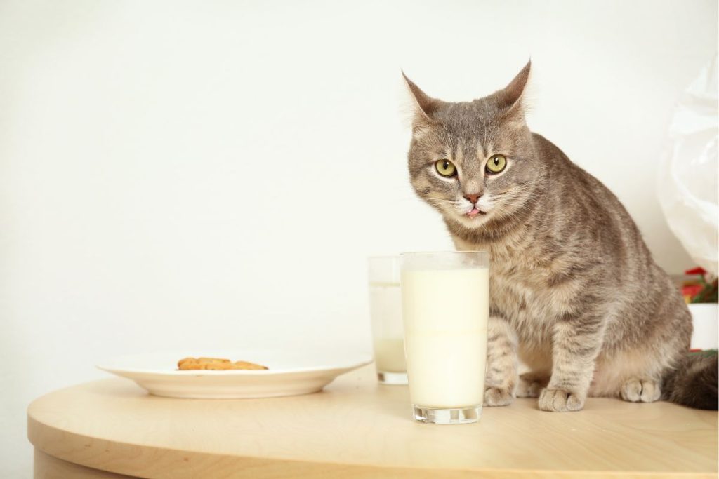 Comment empêcher votre chat de monter sur la table