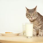 Comment empêcher votre chat de monter sur la table
