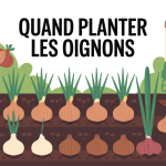 Illustration calendrier potager quand planter les oignons printemps automne