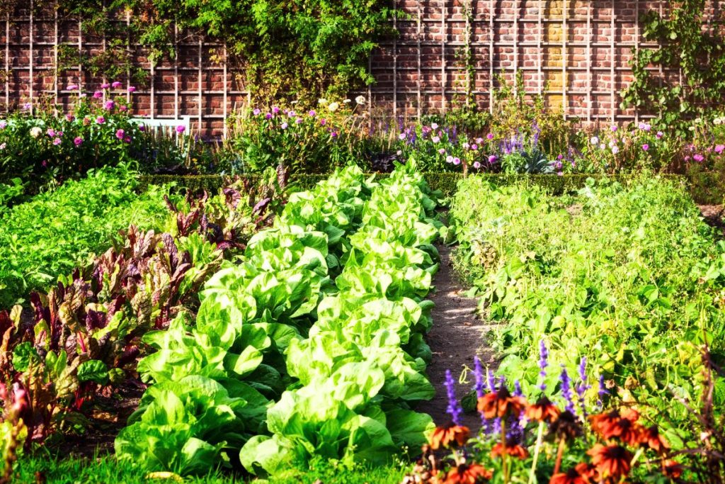 11 légumes qui repoussent chaque année