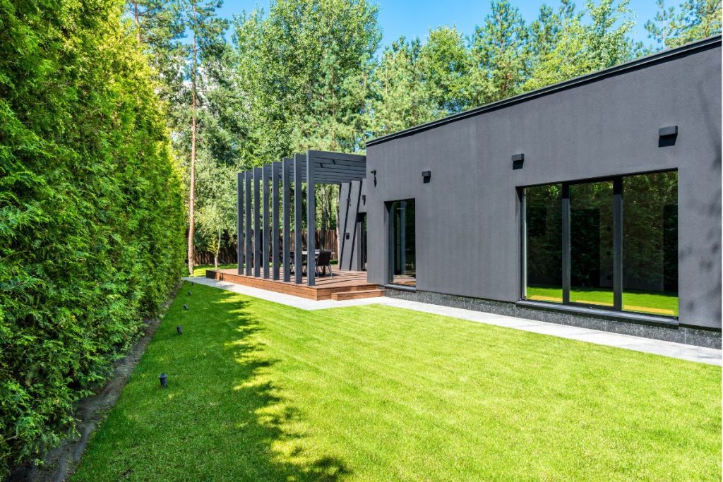 arbre qui pousse à vue d’œil