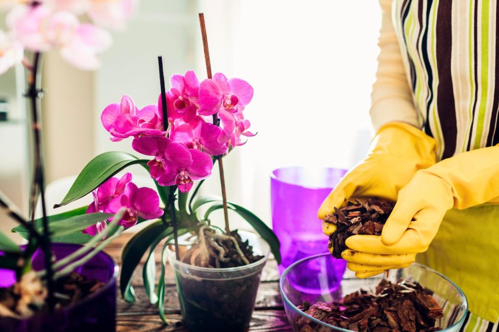 coquilles d’œufs sur vos orchidées