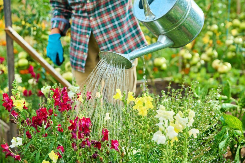 meilleure heure pour arroser son jardin