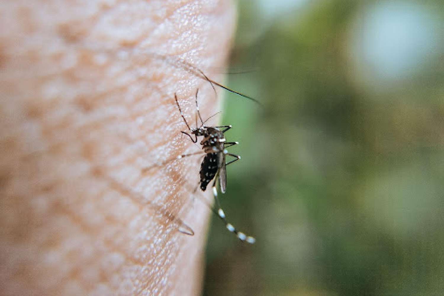 malaria