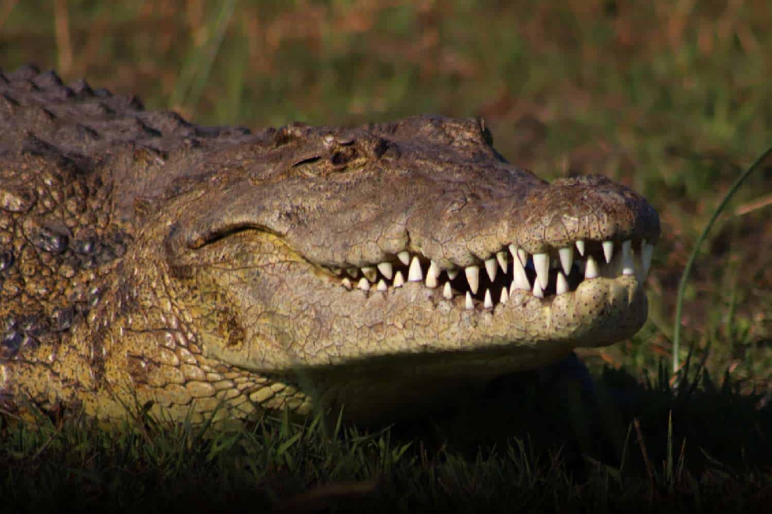 nile crocodile Klerksdorp