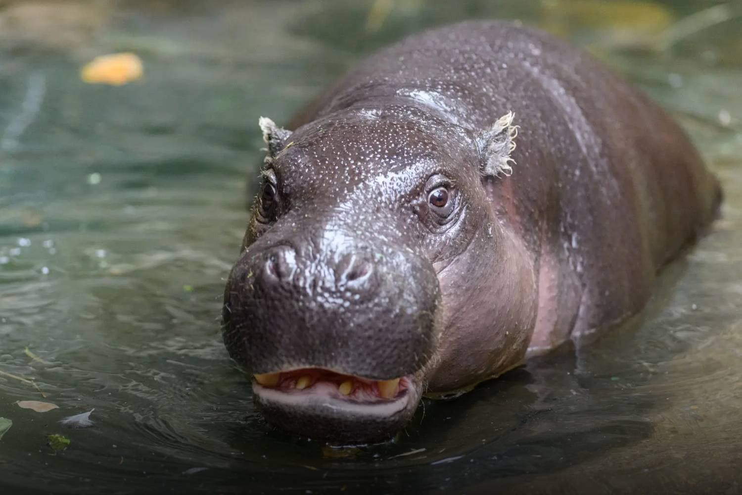 baby pygmy hippos