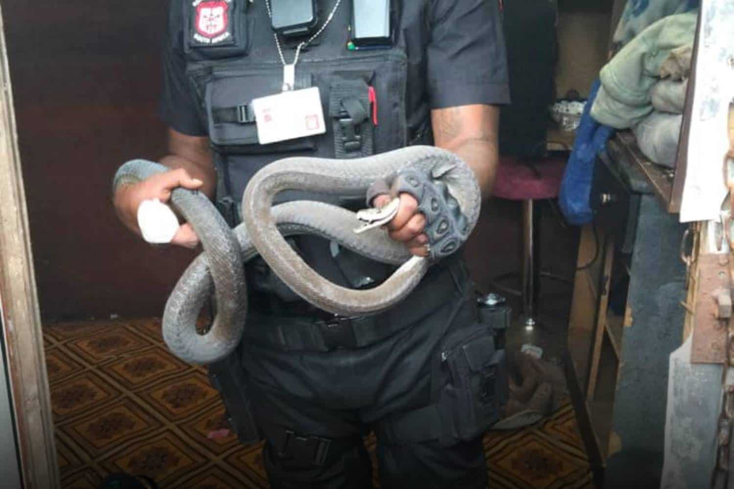 black mamba canelands