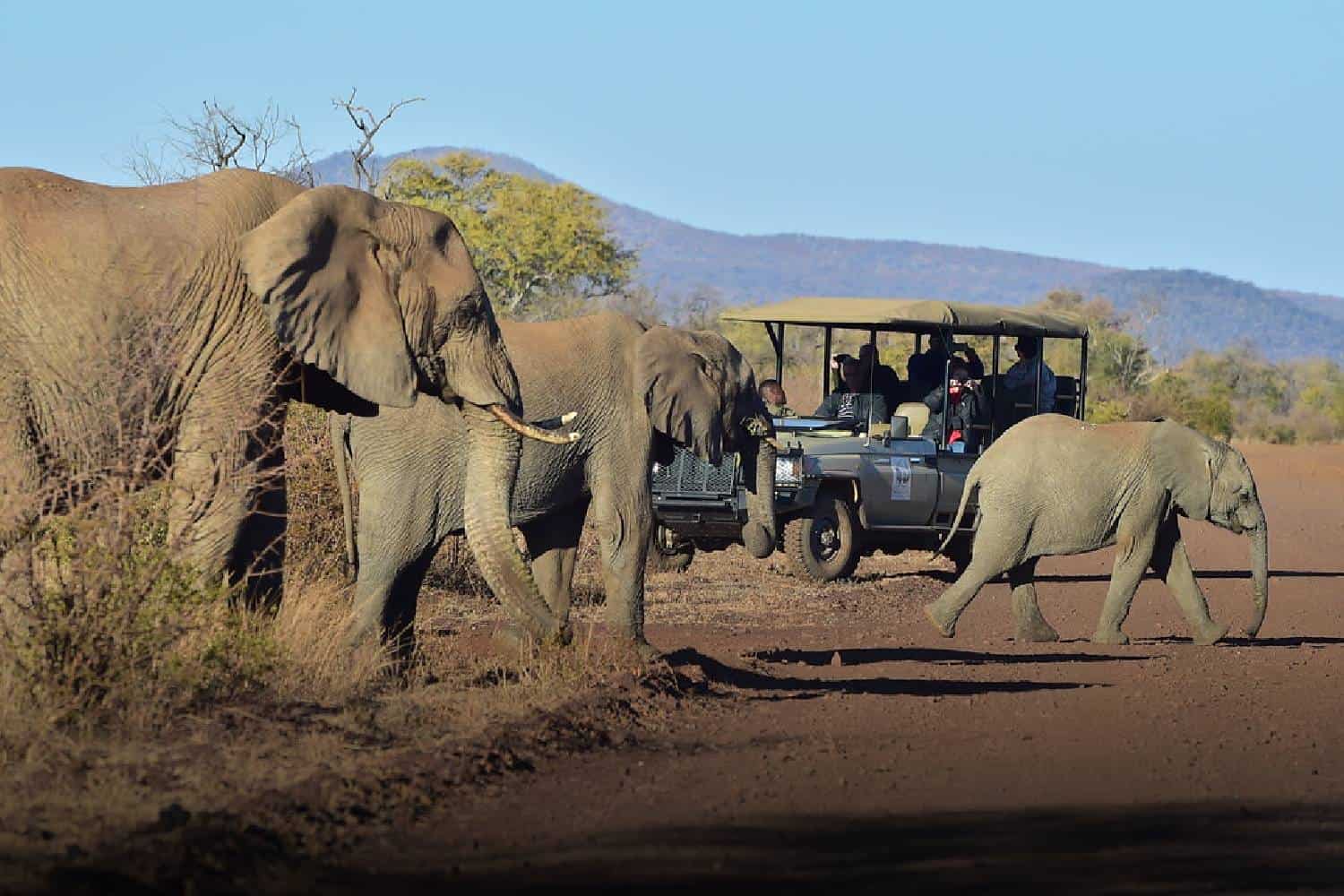 top safari destinations in south africa