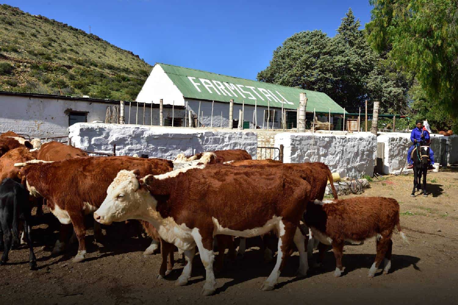 Eastern Cape cattle rabies