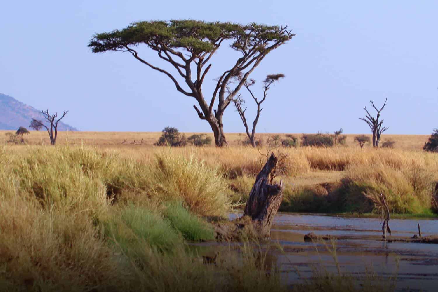 serengeti national park tanzania