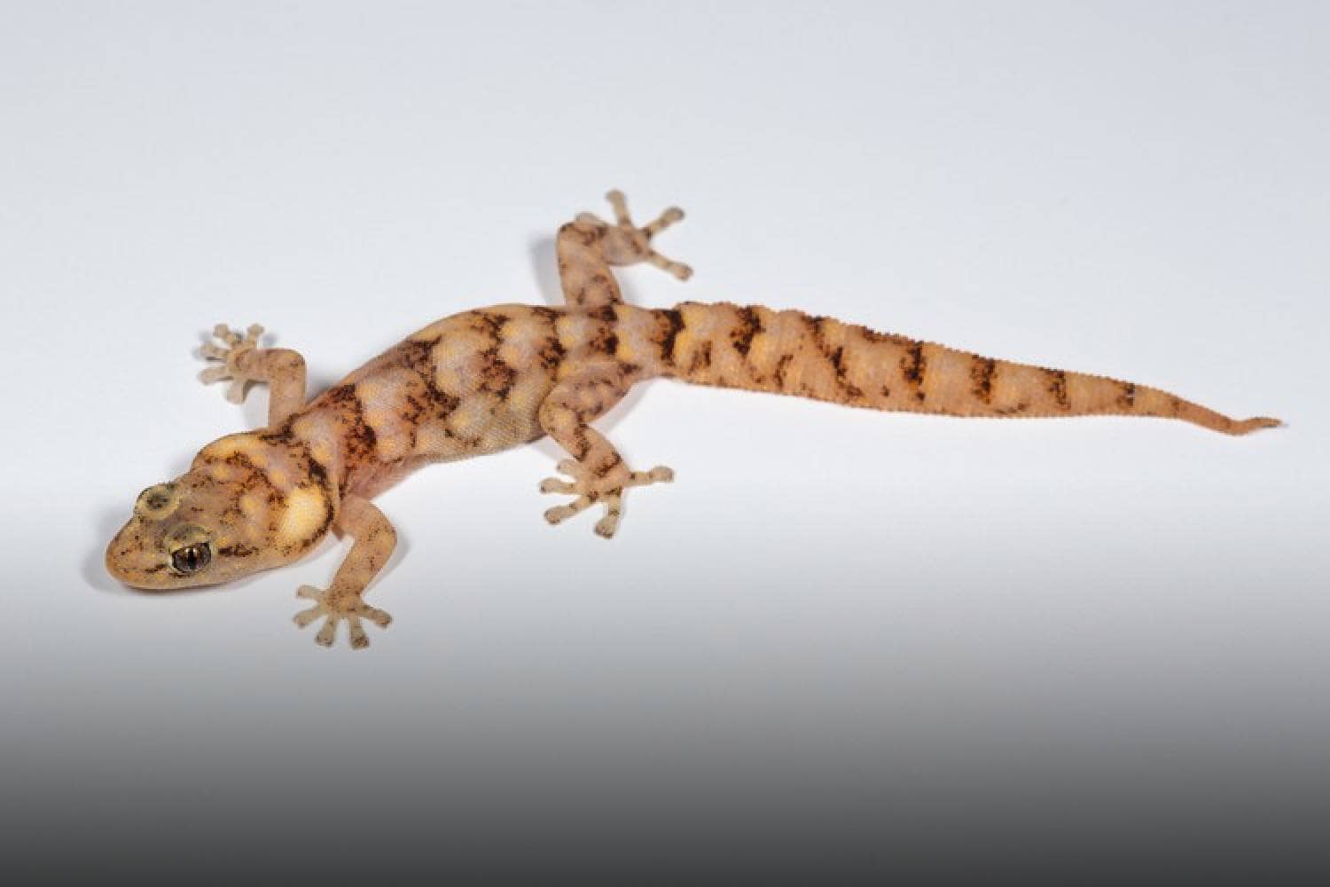 Gravel Pygmy Gecko