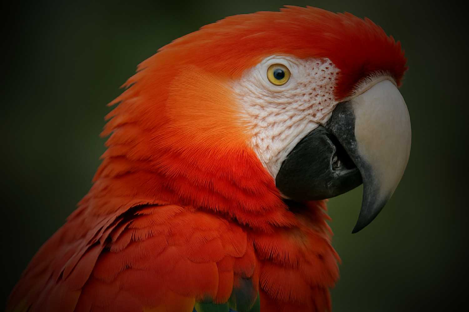 parrot