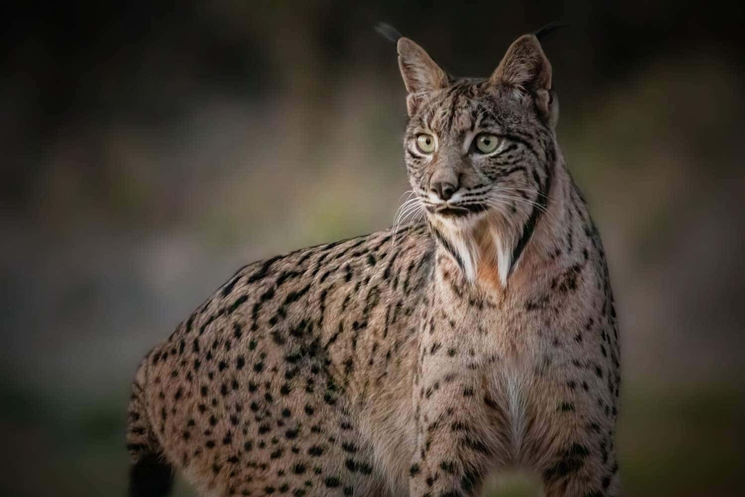 iberian lynx