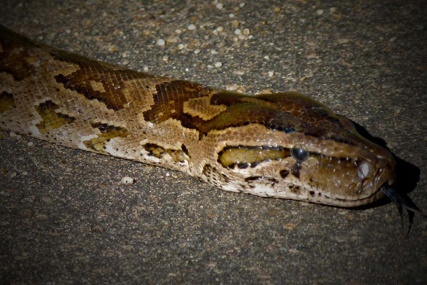 python natalensis