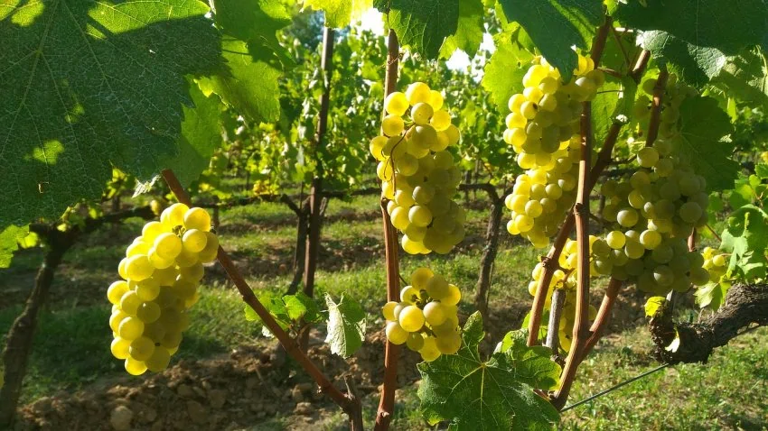 grapes 2642246 1280 850x478 1