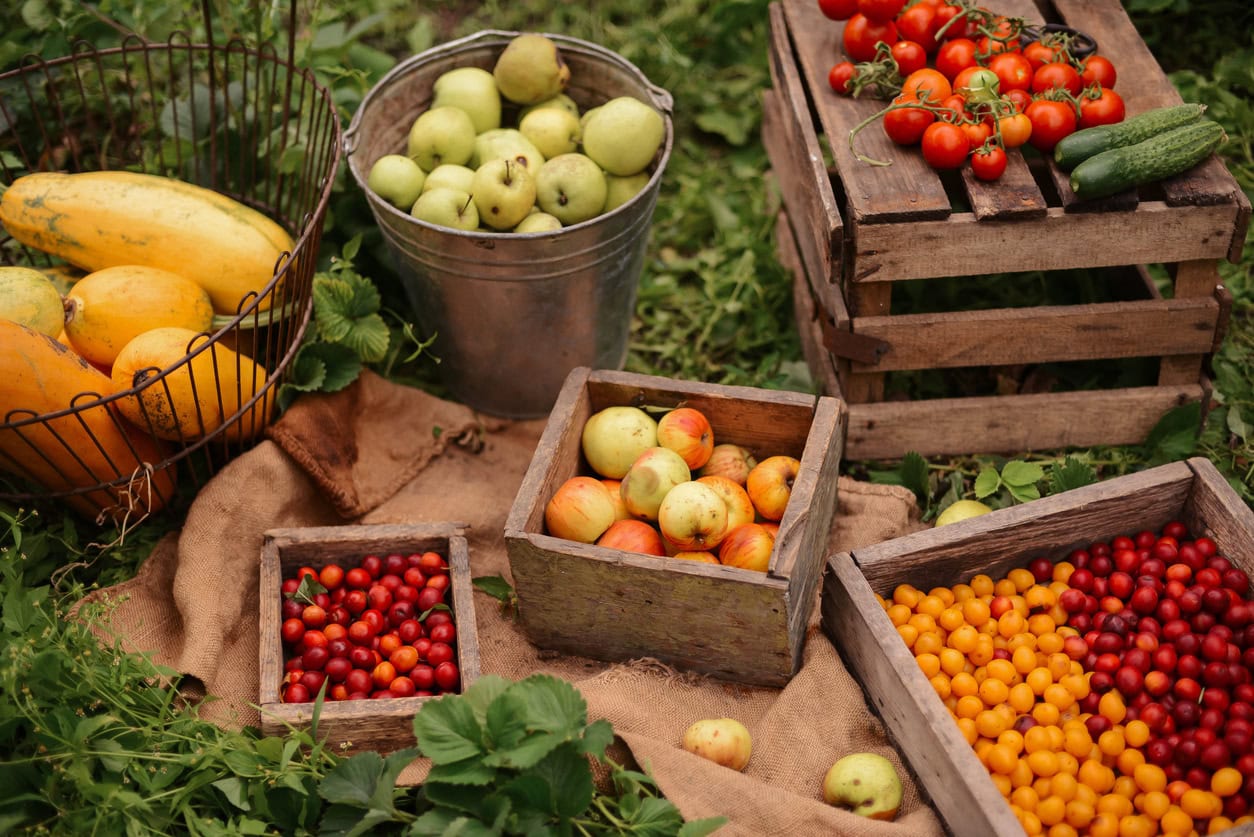 Cuisine de saison : le calendrier des fruits et légumes d’hiver calendrier de saison fruits et légumes