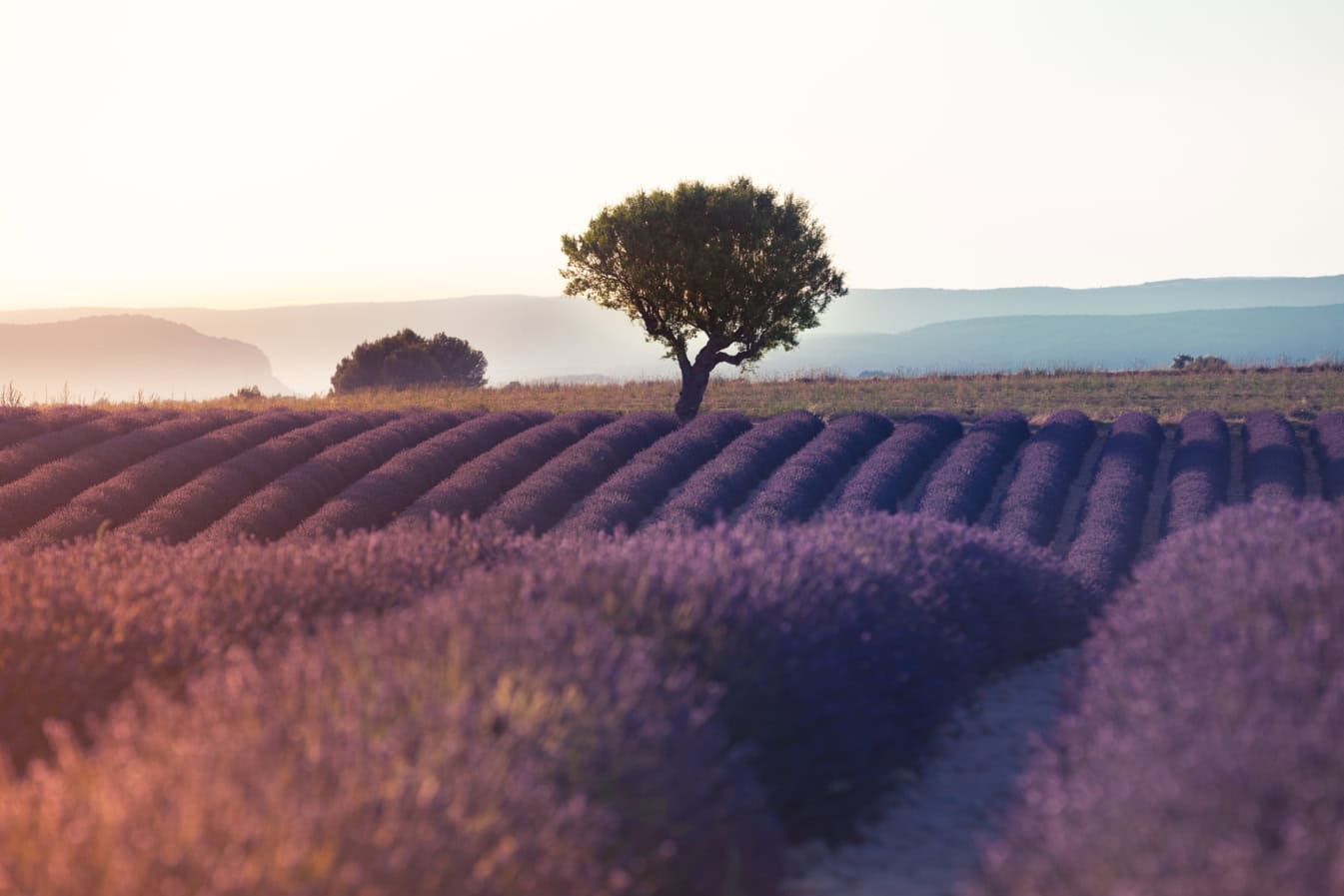 champs de lavande en provence. le-slow-tourisme