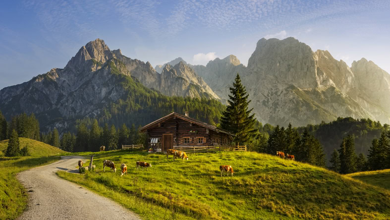 montagne avec petit chalet et vaches dans les alpes.