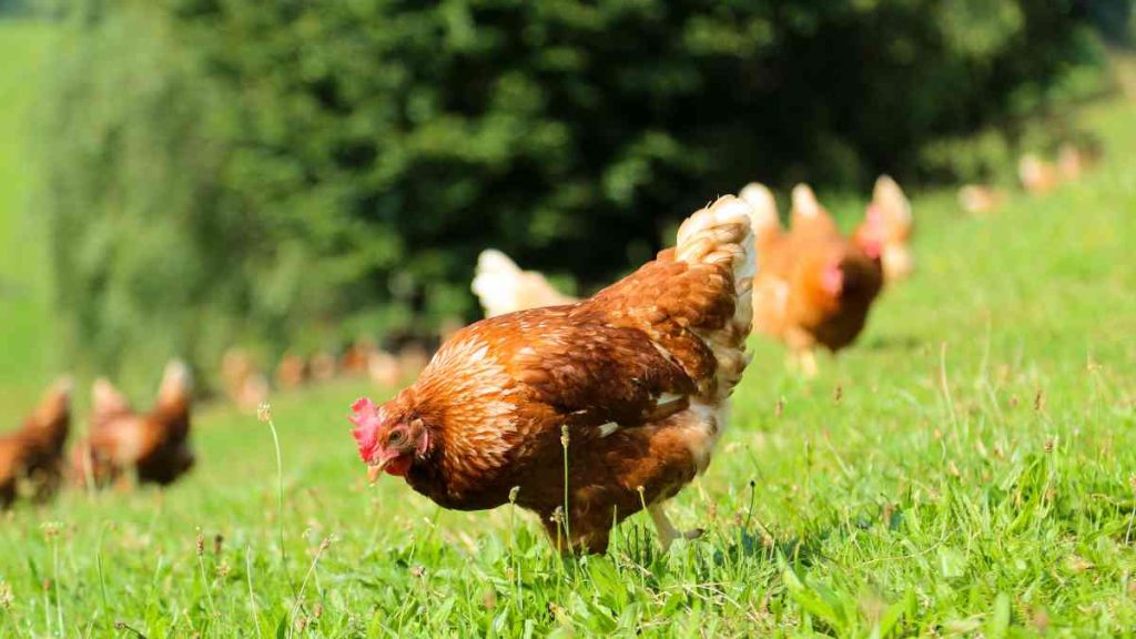 Pâques éco-responsable : Comment célébrer tout en luttant contre le gaspillage ? pâques anti-gaspillage, poule en plein air