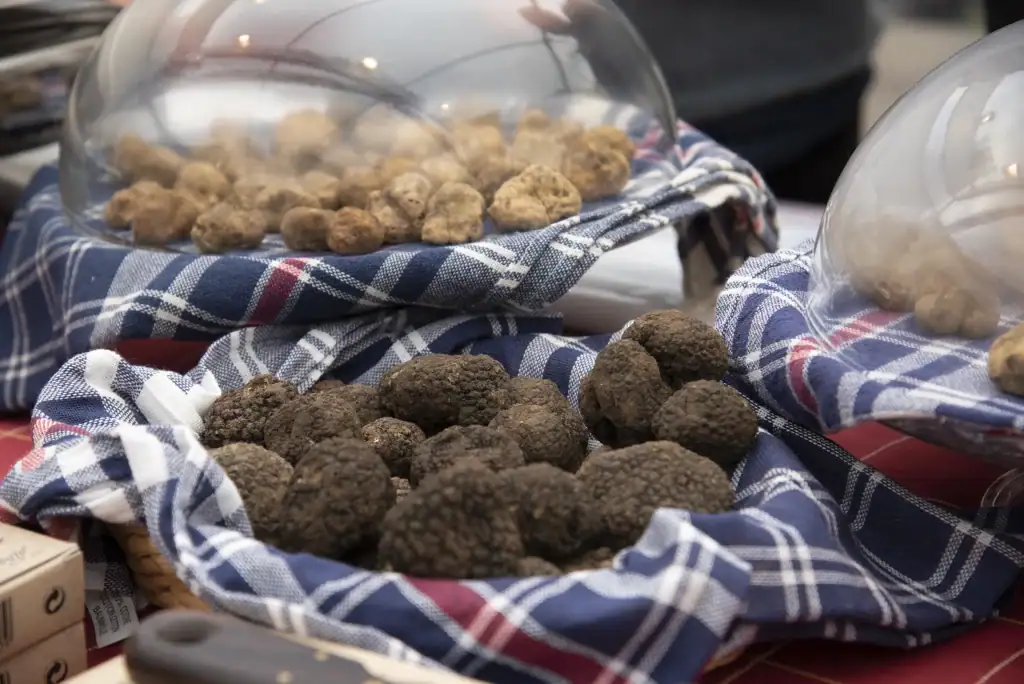 tartufo in esposizione