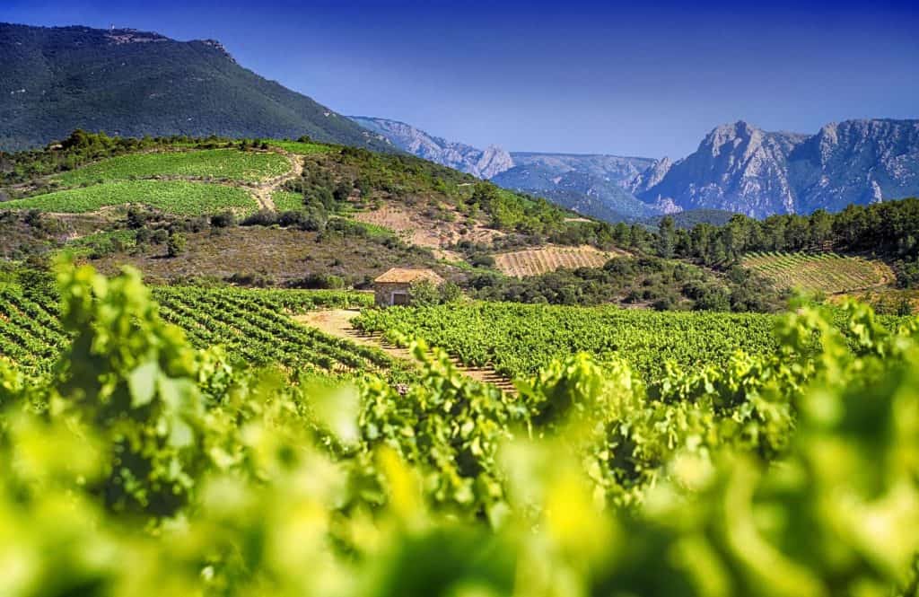 À la découverte des vins et spiritueux d’Occitanie : un voyage au cœur des terroirs vignobles languedoc