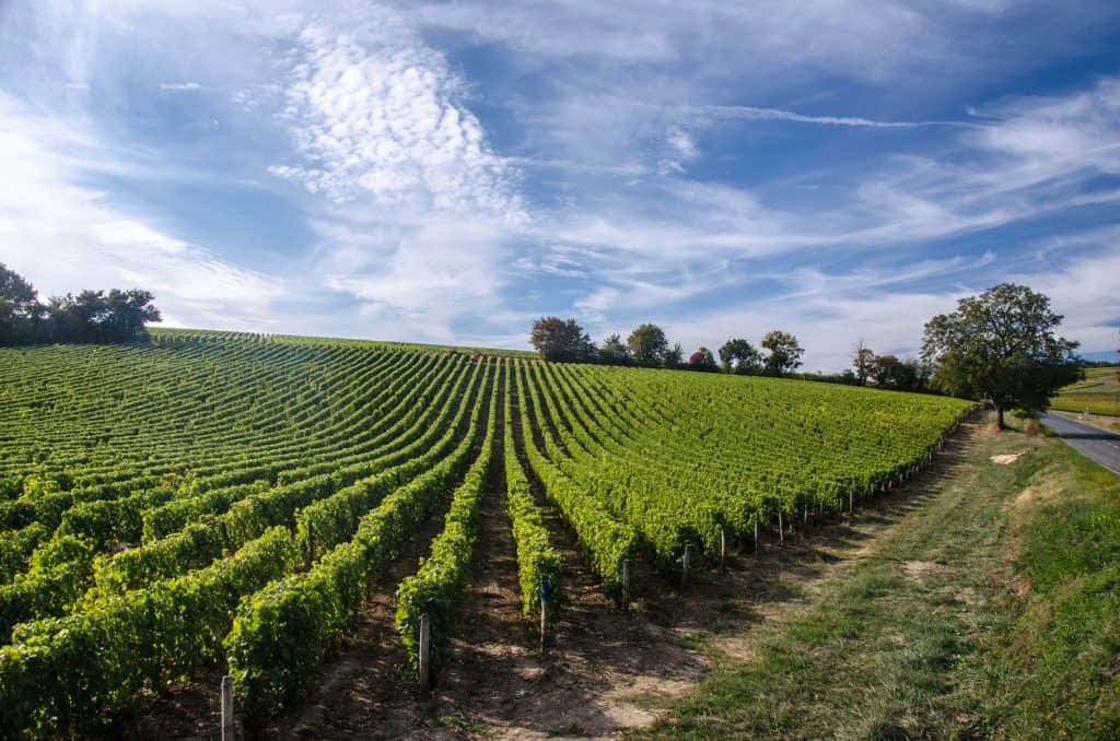 Route des vins de Touraine : explorez les vignobles et délices du Centre-Val de Loire istock 623713312 calain36 vignobles cvl paysage de vignes dans le val de loire