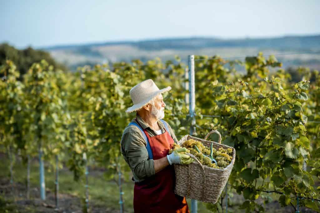 shutterstock 1499382518 visite de vignes