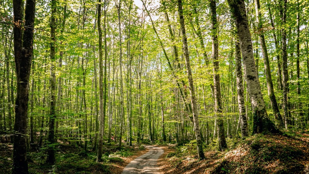 Où partir en juin en Europe shutterstock 2480433099 cm. vinuesa fageda den jorda a a santa pau la garrotxa catalogne espagne