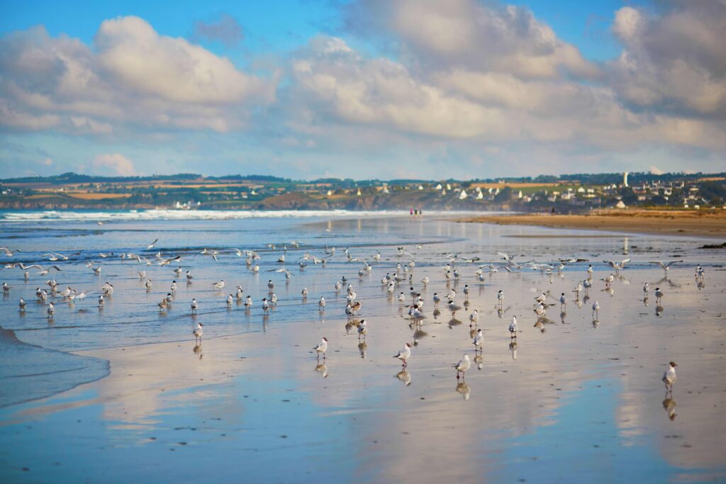 La Côte des Légendes : un lieu empreint de magie faune et flaure de bretagne ©shutterstock 1800767695 ekaterina pokrovsky