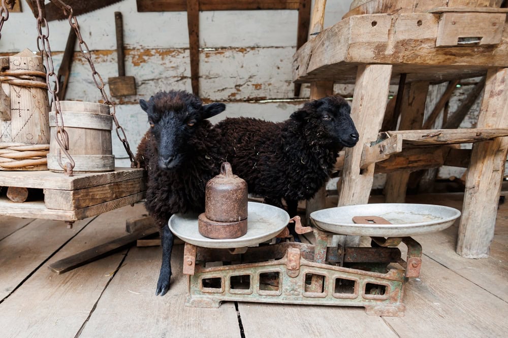 La Côte des Légendes : un lieu empreint de magie moutons noirs douessant ©shutterstock 2203022117 karkhut