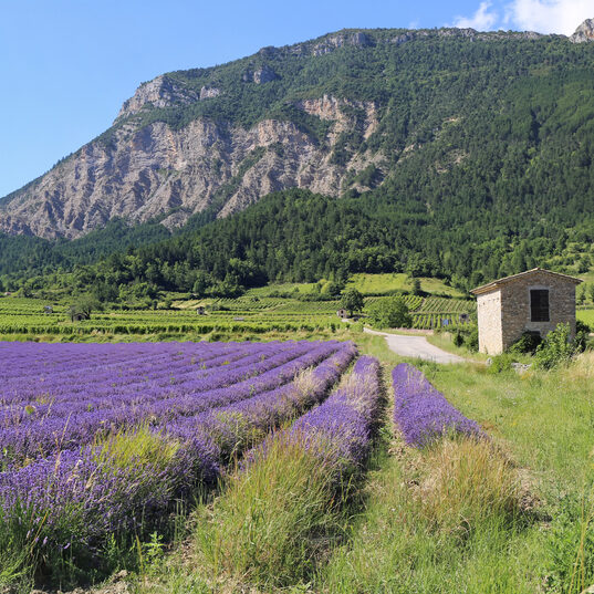 Où partir en juin en Europe shutterstock 1788837215 cphotosimysia paysage francais dete. champ de lavande montagnes et vignobles. departement de la drome provencale. panorama edited