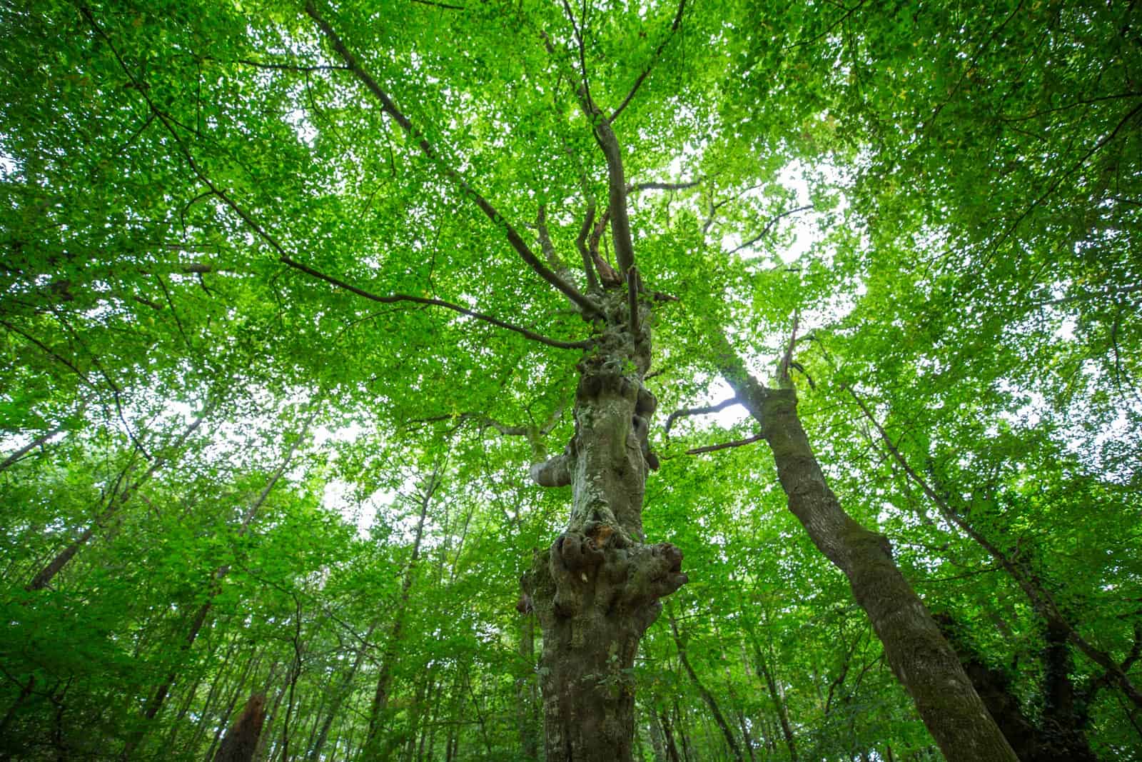 foret broceliande bretagne france li sen