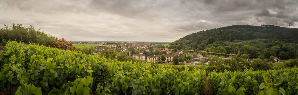 cycling along the burgundy wine route