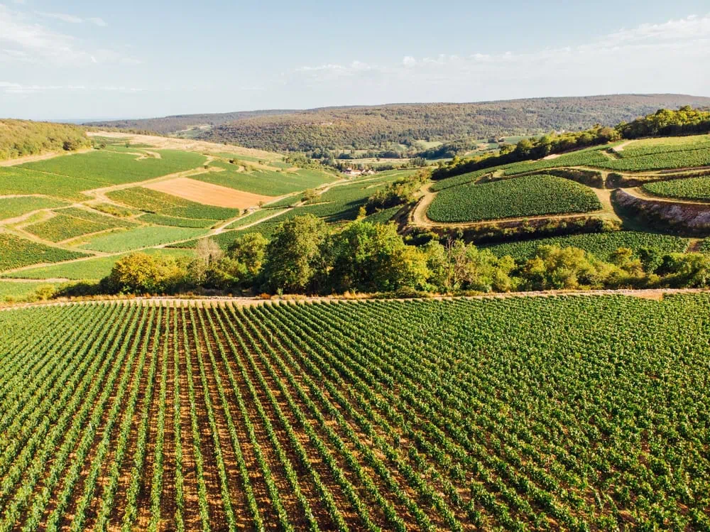 Viticulture cote dor shutterstock 2351480975 David BISE