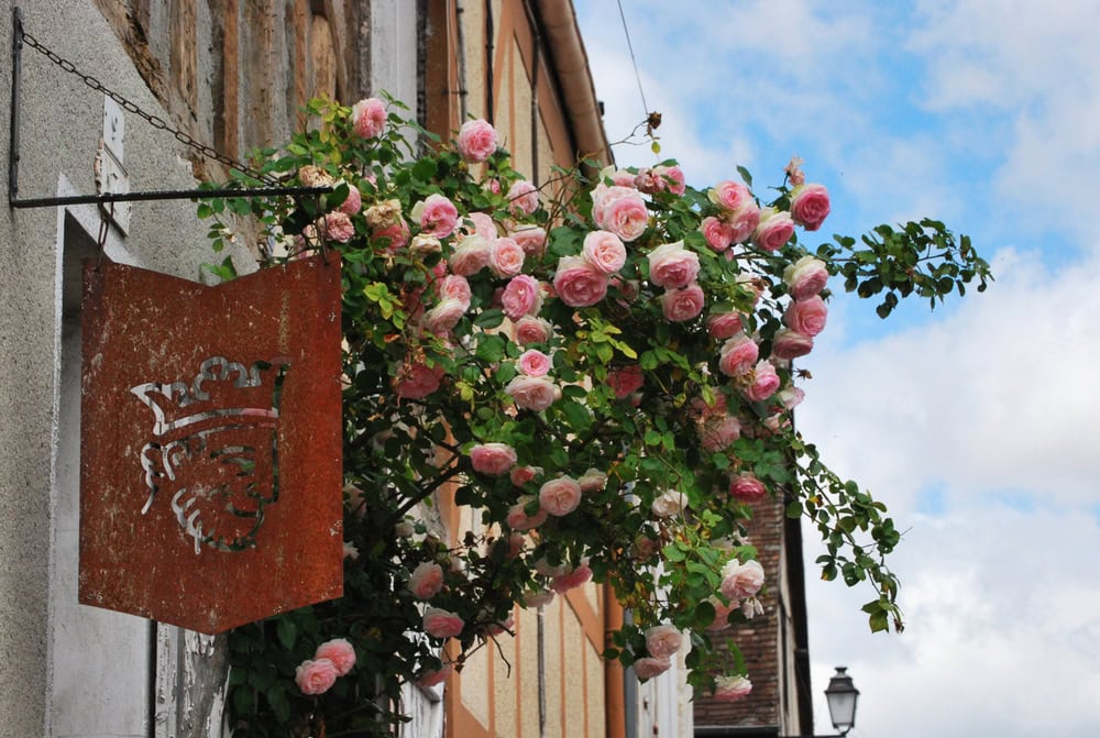 rose provins shutterstock 1008371383 paola balduzzi