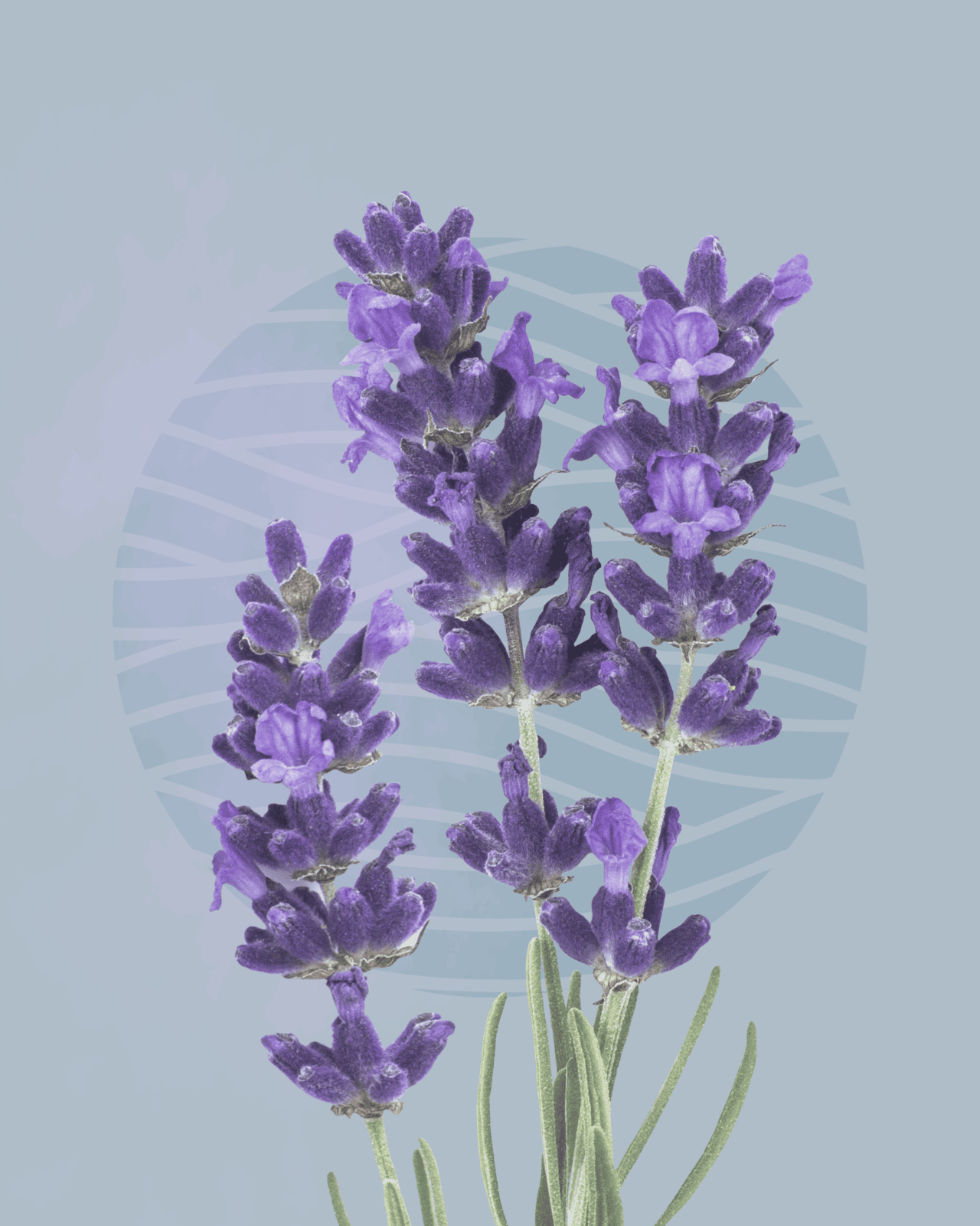 Essence of the Month: Lavender