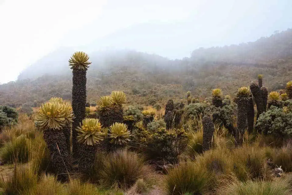 Cacti and other brush on a foggy mountainside.