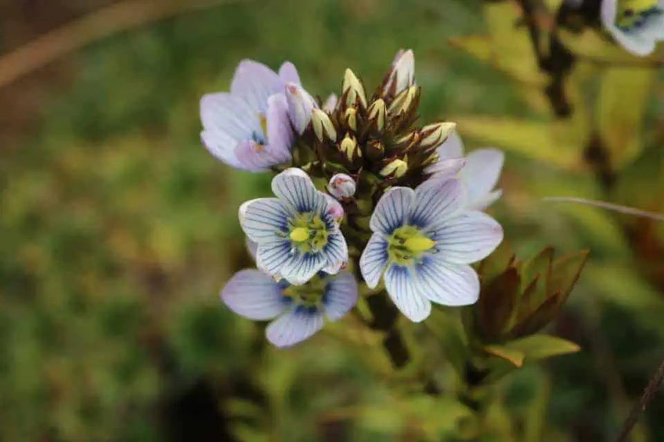 Light purple flowers delicately growing on the mountainside