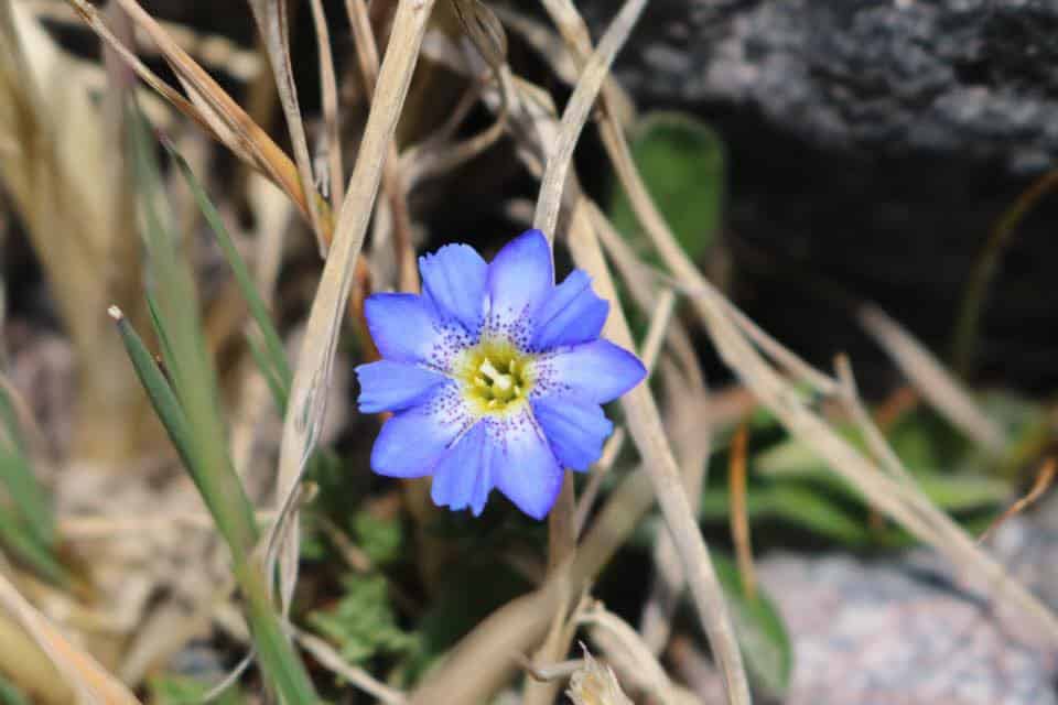 A small purple flower grows among the grasses.