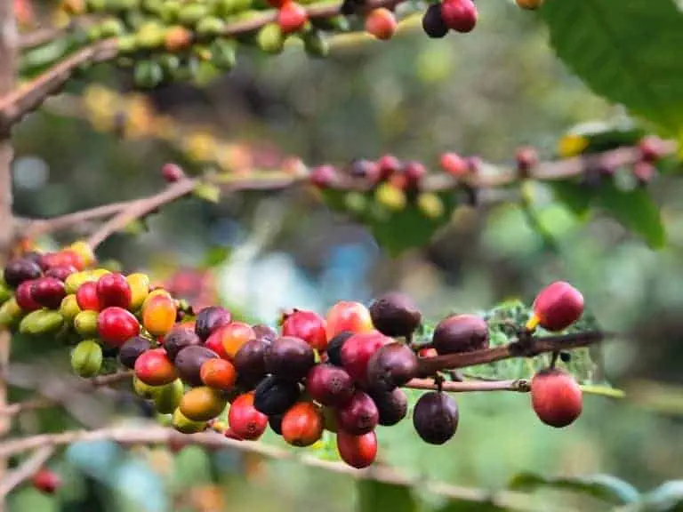 Coffee berries