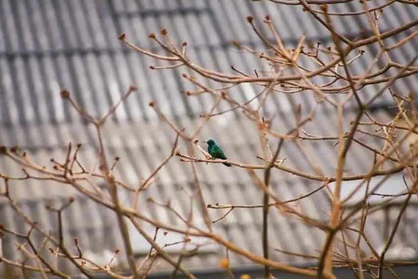 A green hummingbird sits on a branch