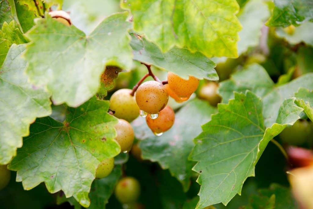 Close-up of muscadine grapes with droplets of water on them, nestled among vibrant green leaves, capturing the freshness of vineyard produce after a rain.
