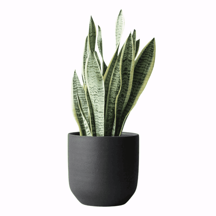 small snake plant in a black vase on a plain pastel pink background. Best Low Light Hanging Plants