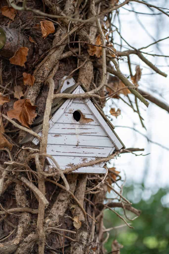 Birdhouse on tree trunk surrounded by branches and dried leaves, providing a safe nesting spot for birds in a natural environment.